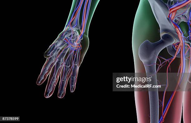 stockillustraties, clipart, cartoons en iconen met the blood supply of the hip - external iliac vein