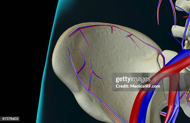 stockillustraties, clipart, cartoons en iconen met the blood supply of the hip - external iliac vein