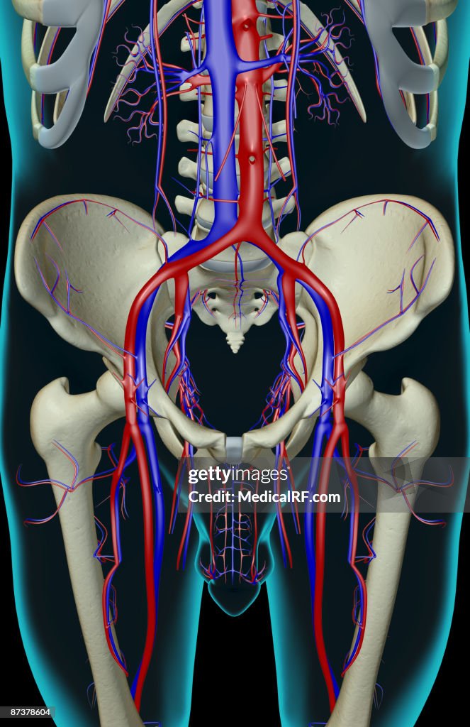 The blood supply of the pelvis
