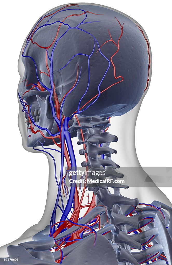 The blood supply of the head and neck