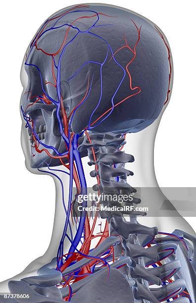 the blood supply of the head and neck - temporal artery stock illustrations