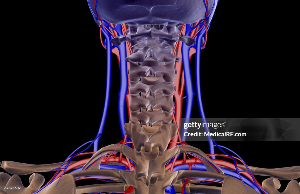 The blood supply of the neck