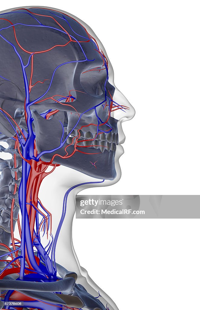 The blood supply of the head and face