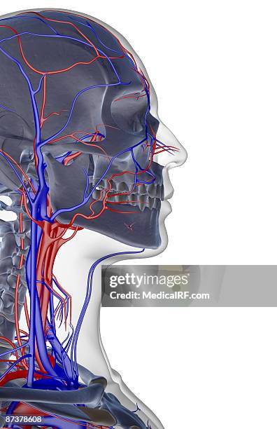 illustrazioni stock, clip art, cartoni animati e icone di tendenza di the blood supply of the head and face - arteria temporale