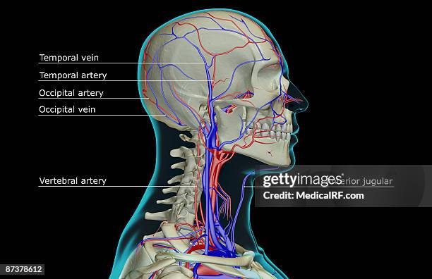 illustrazioni stock, clip art, cartoni animati e icone di tendenza di the blood supply of the head and neck - arteria temporale