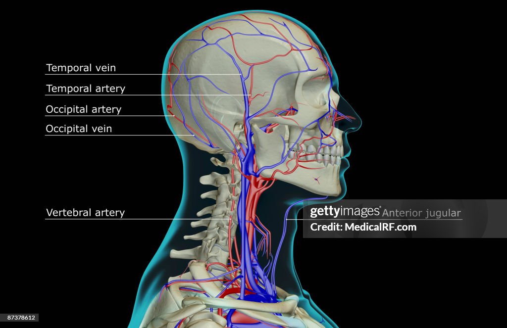 The blood supply of the head and neck