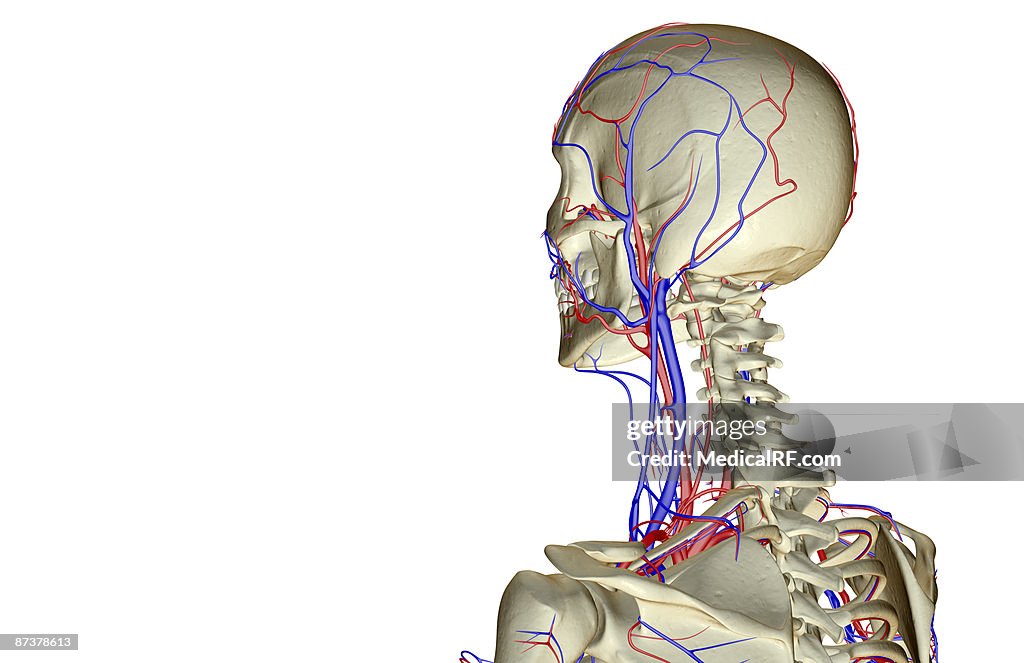 The blood supply of the head and neck