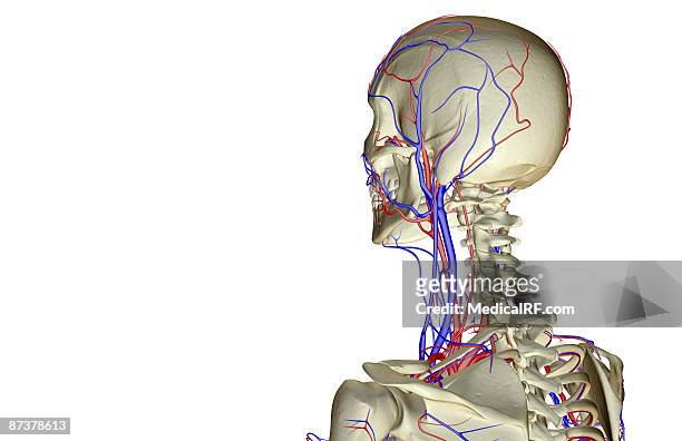 the blood supply of the head and neck - temporal artery stock illustrations