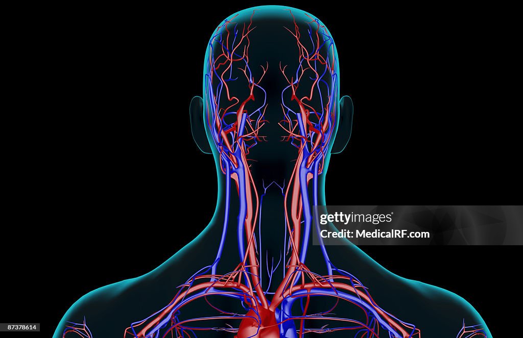 The blood supply of the head and neck