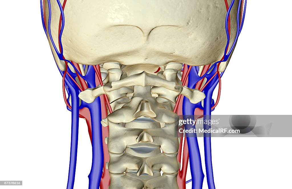 The blood supply of the neck