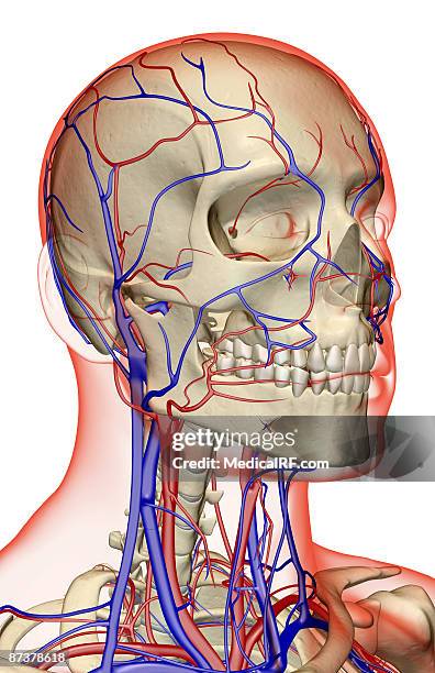 illustrazioni stock, clip art, cartoni animati e icone di tendenza di the blood supply of the head, neck and face - arteria temporale