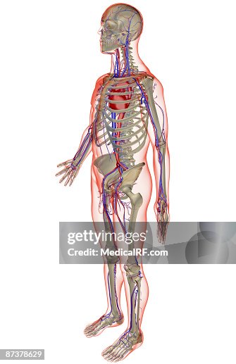 The vascular system The vascular system