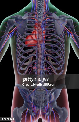 The blood supply of the trunk The blood supply of the trunk