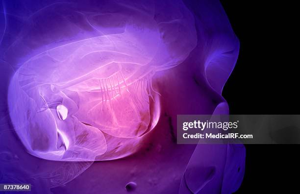 the frontal cortex - frontaal stock illustrations