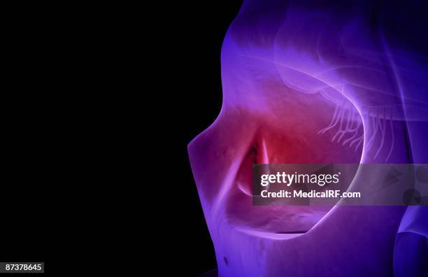 the olfactory bulb - olfactory bulb stock illustrations