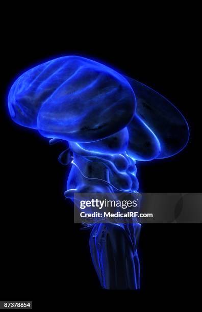 the brainstem - trigeminal nerve stock illustrations