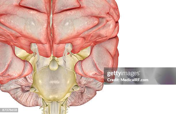 the brain - oculomotor nerve stock illustrations