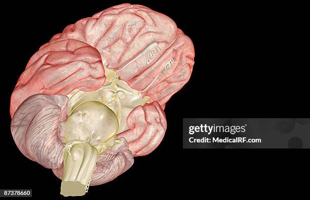 the brain - trigeminal nerve 幅插畫檔、美工圖案、卡通及圖標