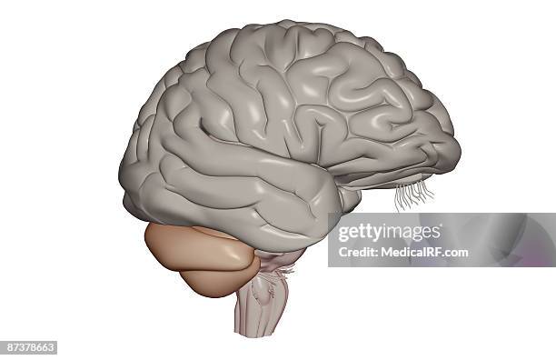 the brain - postcentral gyrus stock illustrations