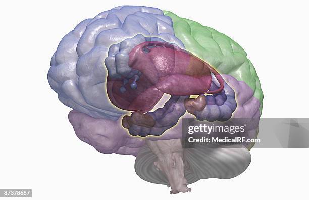 ilustraciones, imágenes clip art, dibujos animados e iconos de stock de the limbic system - fornix