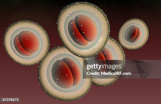 The Structure Of Mrsa High-Res Vector Graphic - Getty Images