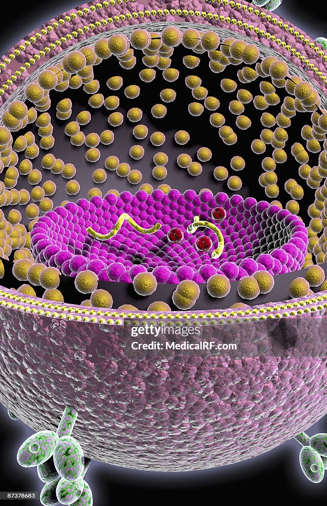 HIV structure