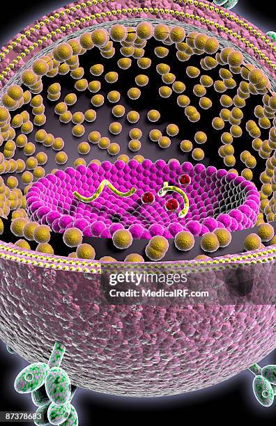 hiv structure - glycoprotein stock illustrations