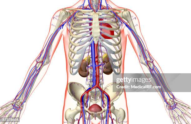 ilustrações de stock, clip art, desenhos animados e ícones de the urinary system - artéria renal