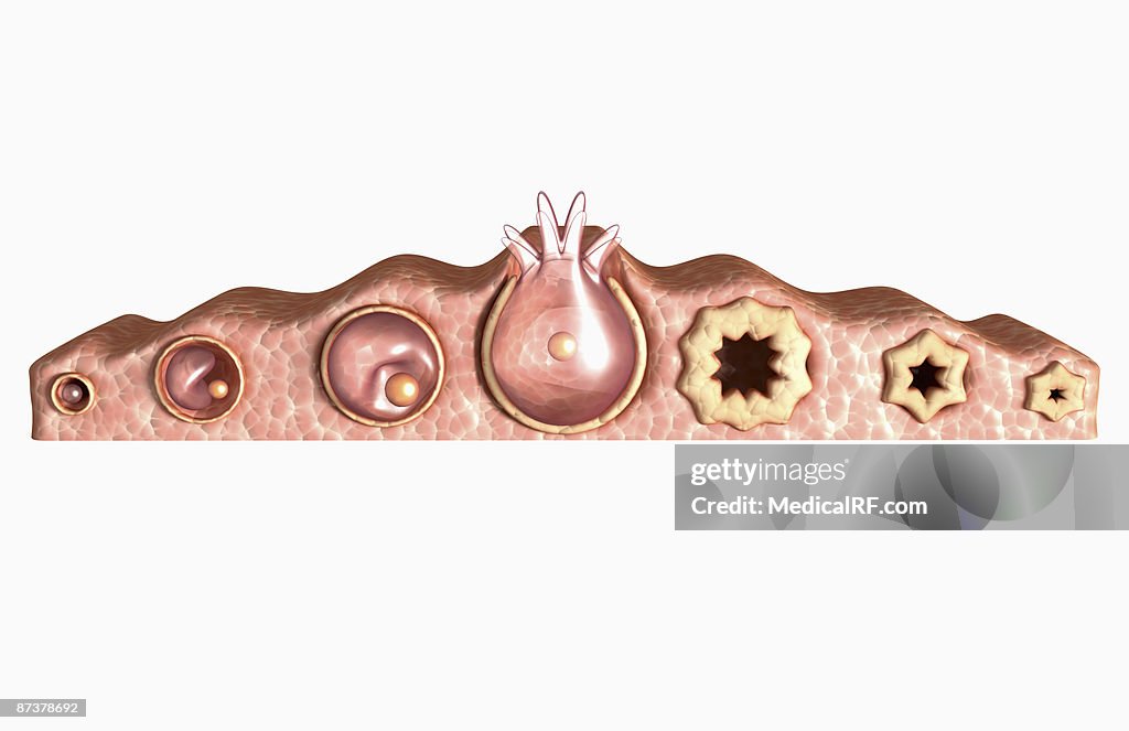 Folliculogenesis and oogenesis
