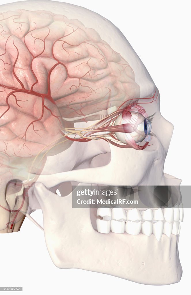 The arteries of the brain and eyes