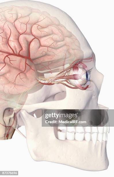 the arteries of the brain and eyes - oculomotor nerve stock illustrations