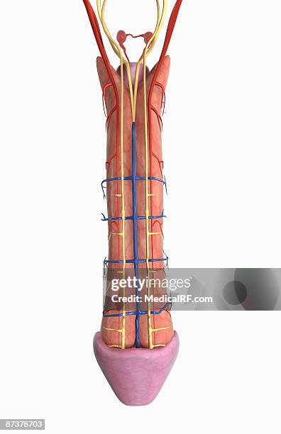 the nerves and blood supply of the penis - dorsal nerve cord stock illustrations