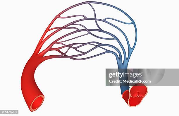 capillary bed - arterioles stock illustrations