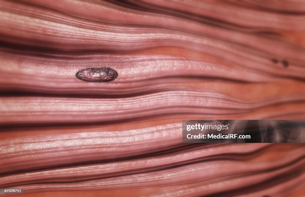Dense regular connective tissue