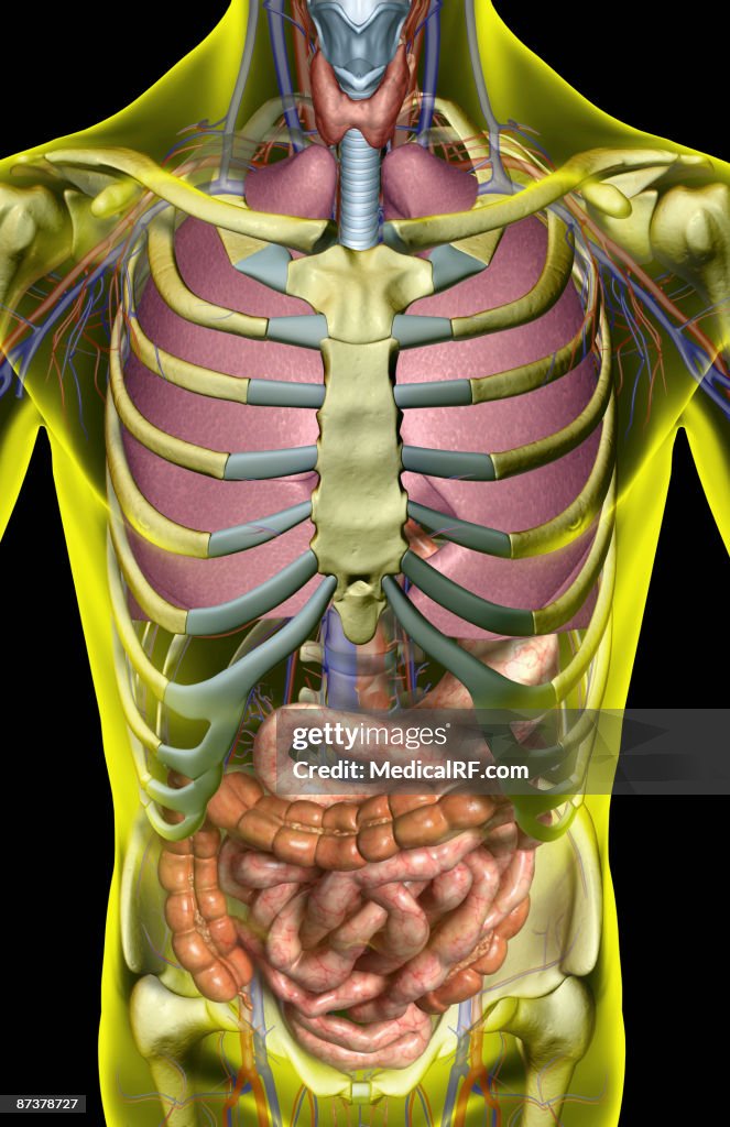 The digestive and respiratory system