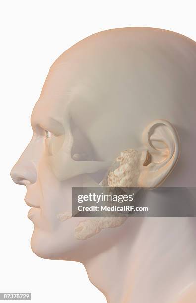 the salivary glands - exokrine drüse stock-grafiken, -clipart, -cartoons und -symbole