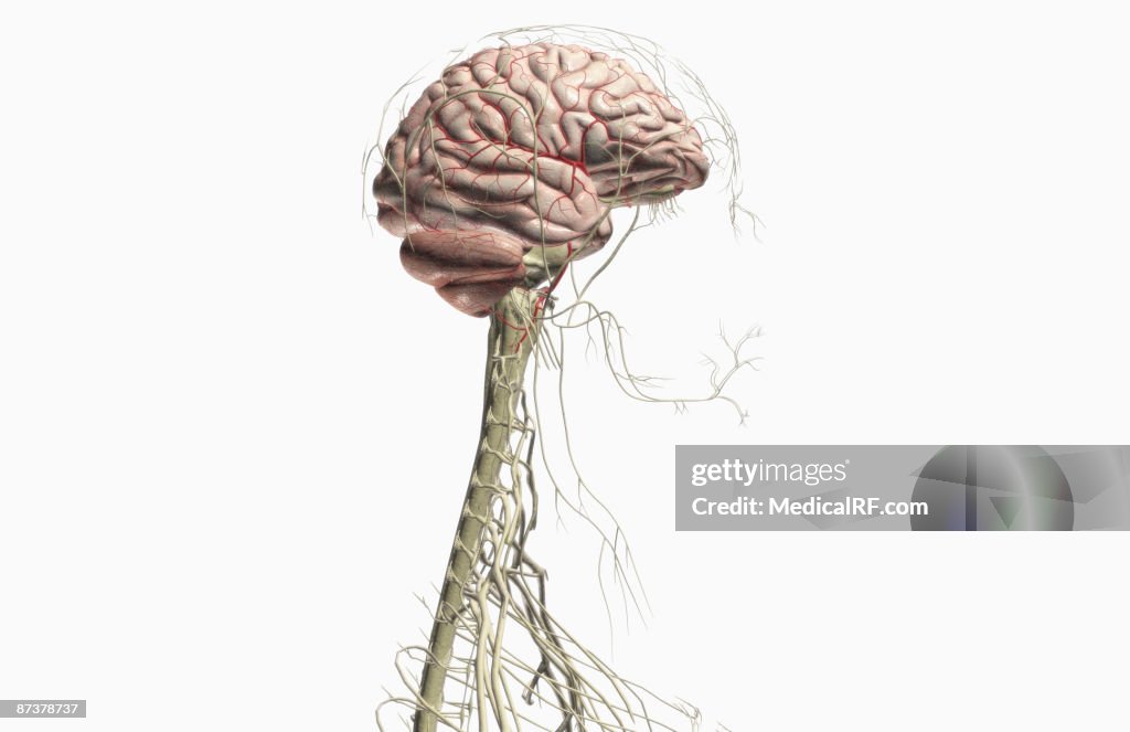 The brain and nerves of the head and neck