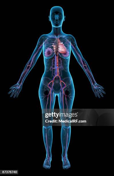 the vascular system - inferior vena cava stock illustrations