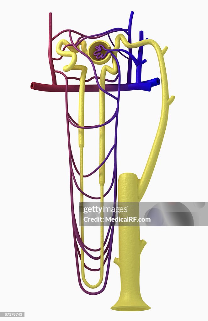 Nephron