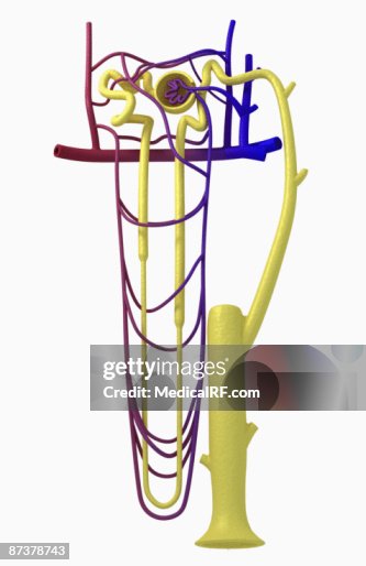 Nephron Nephron