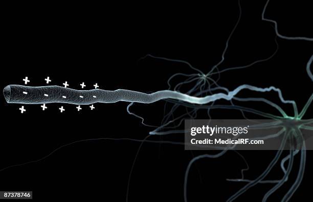 nerve impulse - conduction stock illustrations