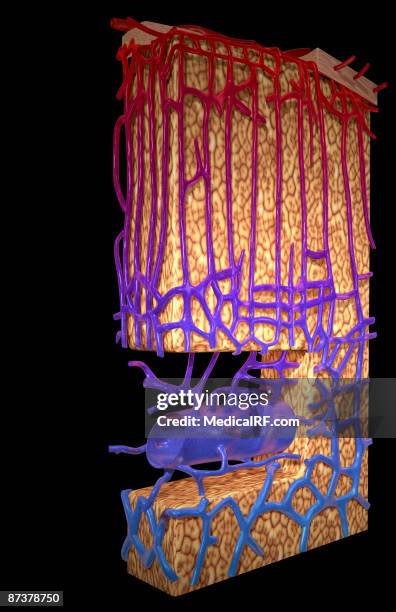 the blood supply of the adrenal cortex - adrenal medulla stock illustrations