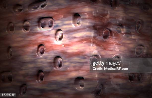 fibrocartilage - intervertebral discs stock illustrations