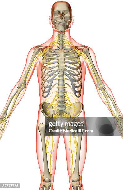 the nerves of the upper body - kreuznerv stock-grafiken, -clipart, -cartoons und -symbole