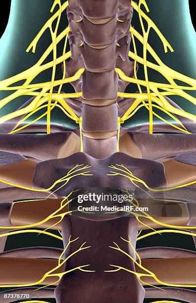 the nerves of the neck - plexus cervicalis stock-grafiken, -clipart, -cartoons und -symbole