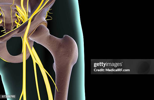 the nerves of the hip - sacral nerve stock illustrations