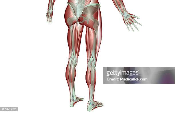 the musculoskeleton of the lower body - gastrocnemius stock illustrations