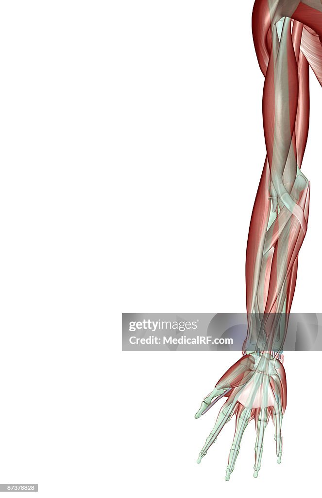 Upper limb musculoskeleton