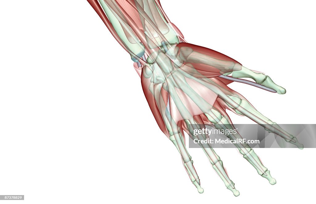 The musculoskeleton of the hand