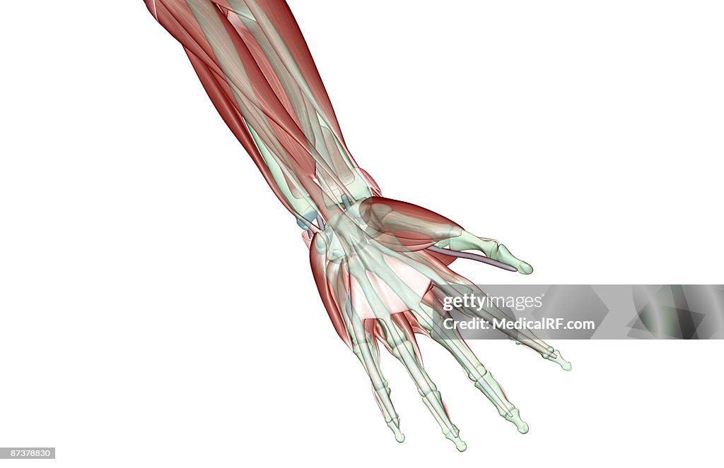The musculoskeleton of the hand